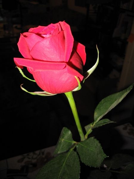 A Szerelmi Rózsa(L)